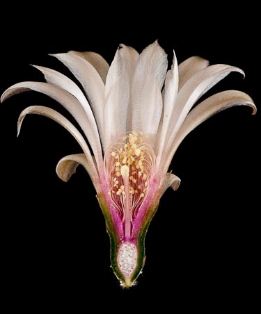 Gymnocalycium fischeri ssp suyuquense